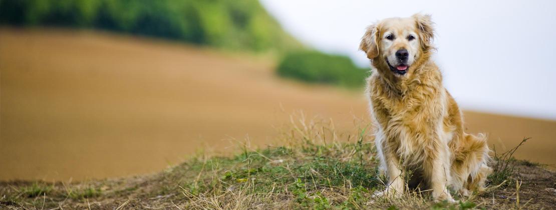 Dogs2